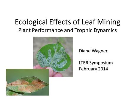 Ecological Effects of Leaf Mining Plant Performance and Trophic Dynamics Diane Wagner LTER Symposium February 2014.