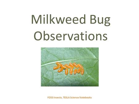 FOSS Insects, TESLA Science Notebooks Milkweed Bug Observations.