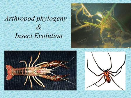 Arthropod phylogeny & Insect Evolution. Objectives: Identify characteristics of the Arthropoda Discuss Arthropod Phylogeny Characteristics of major taxa.