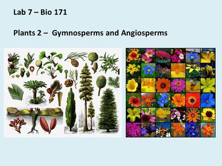Lab 7 – Bio 171 Plants 2 – Gymnosperms and Angiosperms.