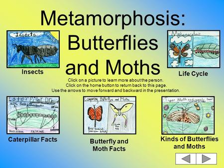 Metamorphosis: Butterflies and Moths Click on a picture to learn more about the person. Click on the home button to return back to this page. Use the.