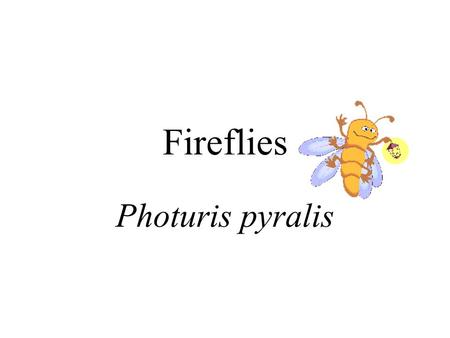 Fireflies Photuris pyralis. Beetle or Fly? Beetle.