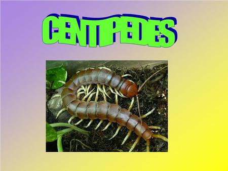 The Centipedes are found in agriculture fields, under bricks in old and abandoned brick kilns, in termite mounds under rotten logs and in old farm naures.