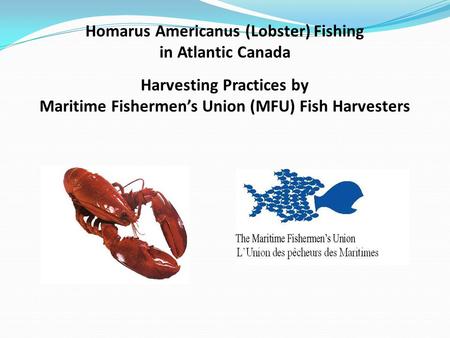 Homarus Americanus (Lobster) Fishing in Atlantic Canada Harvesting Practices by Maritime Fishermen’s Union (MFU) Fish Harvesters.