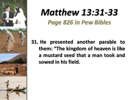 Matthew 13:31-33 Page 826 in Pew Bibles 31. He presented another parable to them: “The kingdom of heaven is like a mustard seed that a man took and sowed.