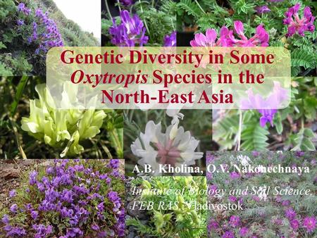 Genetic Diversity in Some Oxytropis Species in the North-East Asia A.B. Kholina, O.V. Nakonechnaya Institute of Biology and Soil Science, FEB RAS, Vladivostok.