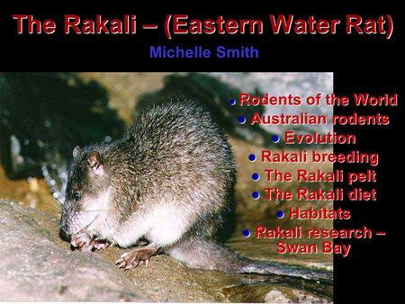 The Rakali – (Eastern Water Rat) Rodents of the World Rodents of the World Australian rodents Australian rodents Evolution Evolution Rakali breeding Rakali.