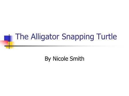 The Alligator Snapping Turtle By Nicole Smith. Alligator Snapping Turtle The Alligator Snapping Turtle can weigh up to 200 pounds or more. It is the worlds.