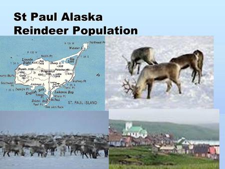 St Paul Alaska Reindeer Population. St. Paul Facts  200 miles from mainland Alaska  44 square miles  Good amount of vegetation  No Predators for Reindeer.