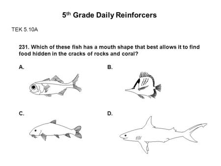 5 th Grade Daily Reinforcers TEK 5.10A 231. Which of these fish has a mouth shape that best allows it to find food hidden in the cracks of rocks and coral?