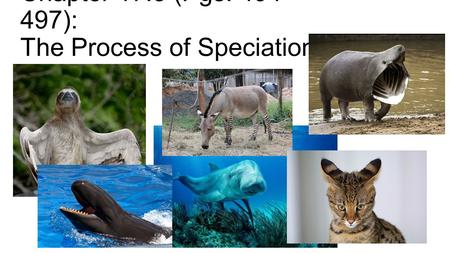 Chapter 17.3 (Pgs ): The Process of Speciation