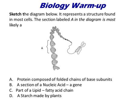 Biology Warm-up Sketch the diagram below. It represents a structure found in most cells. The section labeled A in the diagram is most likely a A. Protein.