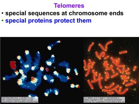 Telomeres special sequences at chromosome ends special proteins protect them.