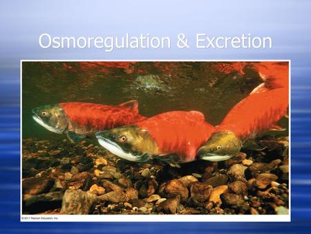 Osmoregulation & Excretion. A Balancing Act  Physiological systems of fishes operate in an internal fluid environment that may not match their external.