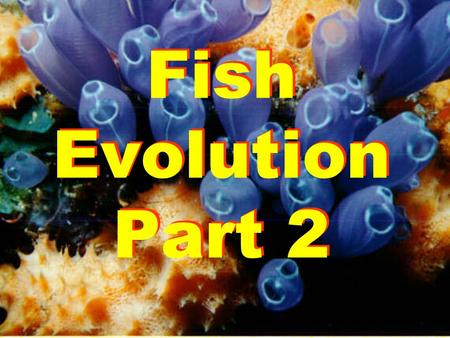 Fish Evolution Part 2. * Fish were the first vertebrates * Tunicates link the invertebrates and vertebrates.