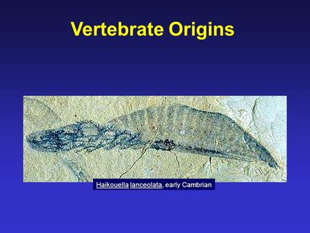 Vertebrate Origins Haikouella lanceolata, early Cambrian.