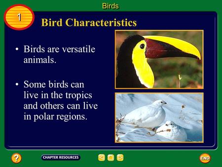 Bird Characteristics 1 Birds are versatile animals.