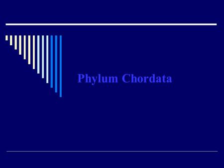 Phylum Chordata. Characteristics of all chordates Dorsal, hollow nerve cord Post-anal tail Gill pouches at some time in the live Notochord The most complex.