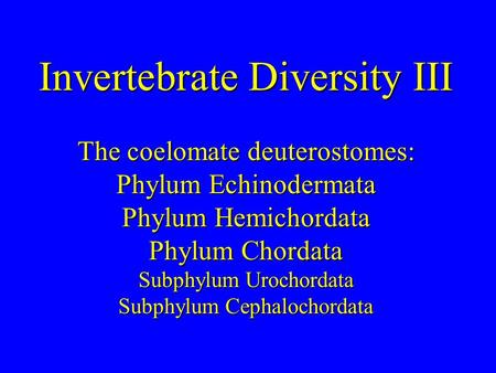 Invertebrate Diversity III The coelomate deuterostomes: Phylum Echinodermata Phylum Hemichordata Phylum Chordata Subphylum Urochordata Subphylum Cephalochordata.