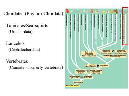 Chordates (Phylum Chordata) Tunicates/Sea squirts (Urochordata) Lancelets (Cephalochordata) Vertebrates (Craniata - formerly vertebrata )
