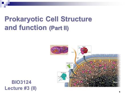 Prokaryotic Cell Structure and function (Part II) Prokaryotic Cell Structure and function (Part II) BIO3124 Lecture #3 (II) 1.