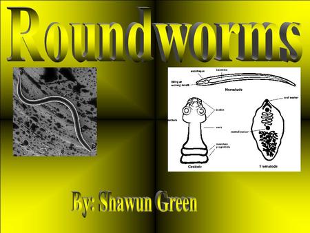 Roundworms are Parasites or Larva Migrans they are common in a number of different animal species including dogs and cats. Roundworm specific to humans.