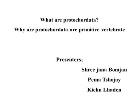 What are protochordata
