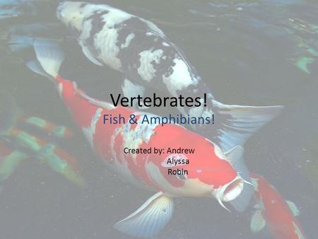 Vertebrates! Fish & Amphibians! Created by: Andrew Alyssa Robin.