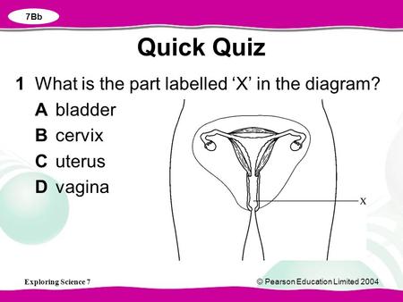 Exploring Science 7© Pearson Education Limited 2004 1What is the part labelled ‘X’ in the diagram? Abladder Bcervix Cuterus Dvagina Quick Quiz 7Bb.