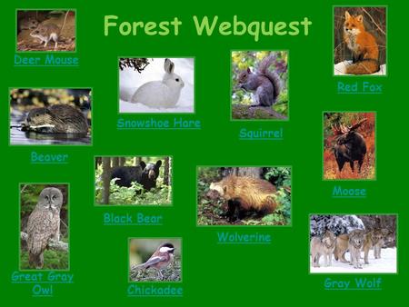 Forest Webquest Deer Mouse Snowshoe Hare Great Gray Owl Beaver Moose Black Bear Gray Wolf Wolverine Red Fox Chickadee Squirrel.
