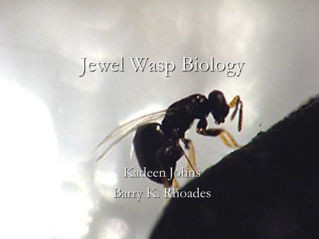 Jewel Wasp Biology Kadeen Johns Barry K. Rhoades.