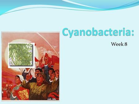 Week 8. Outline Project Goal Extracting and biobricking KaiA and KaiB Synthesis update Western Blotting update Site-Specific Mutagenesis update Promoter.