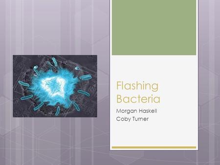 Flashing Bacteria Morgan Haskell Coby Turner. What We Wanted To Do  University of California in San Diego  Biological synchronized clocks  Flash to.