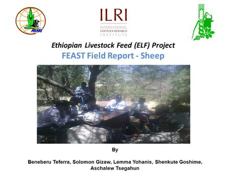 Ethiopian Livestock Feed (ELF) Project FEAST Field Report - Sheep By Beneberu Teferra, Solomon Gizaw, Lemma Yohanis, Shenkute Goshime, Aschalew Tsegahun.