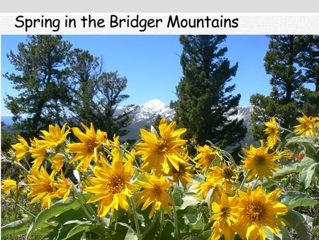 Spring in the Bridger Mountains. MONTANA: METHOD SELECTION AND VALIDATION Lab Accreditation Meeting San Diego, March 10 th.