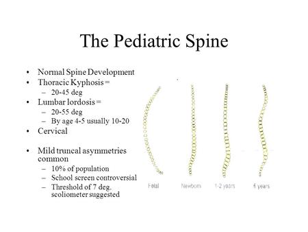 The Pediatric Spine Normal Spine Development Thoracic Kyphosis =