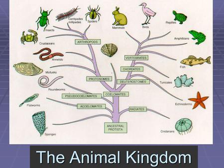 The Animal Kingdom. 5 kingdoms 1. Monerans  Bacteria, prokaryotic 2. Protista  single celled, eukaryotic 3.Plantae 4.Fungi 5.Animalia.