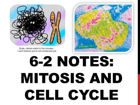 6-2 Notes: Mitosis and Cell Cycle