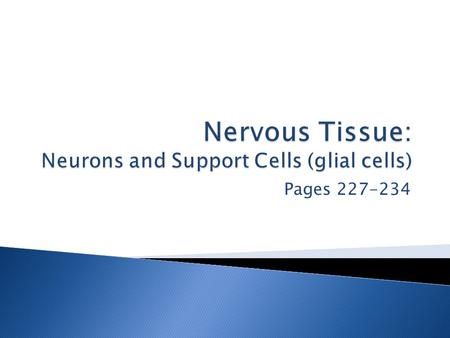 Nervous Tissue: Neurons and Support Cells (glial cells)