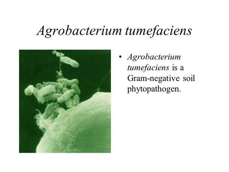 Agrobacterium tumefaciens Agrobacterium tumefaciens is a Gram-negative soil phytopathogen.