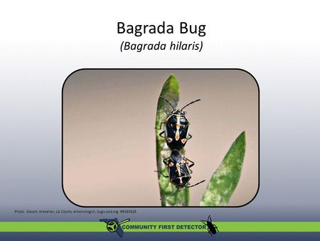 Bagrada Bug (Bagrada hilaris) Photo: Gevork Arakelian, LA County entomologist, bugwood.org #5493926.