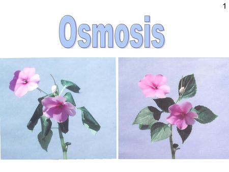 1. Osmosis is a special case of diffusion Osmosis involves the diffusion of water through a membrane The membrane may be artificial and non-living e.g.