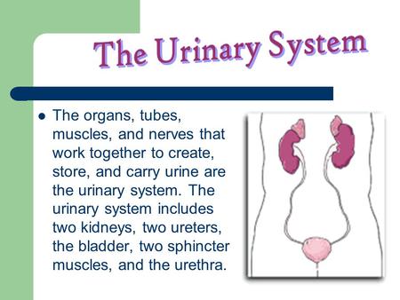 The Urinary System The organs, tubes, muscles, and nerves that work together to create, store, and carry urine are the urinary system. The urinary system.