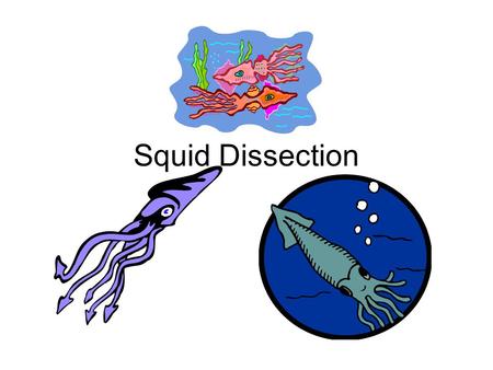 Squid Dissection.