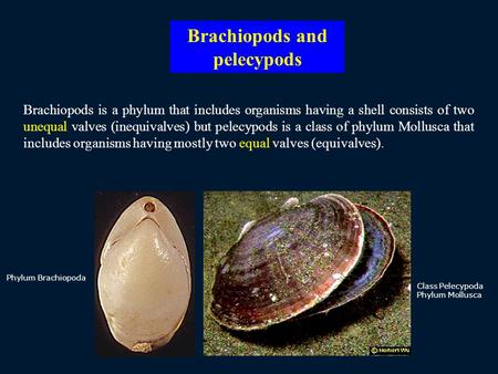 Brachiopods and pelecypods