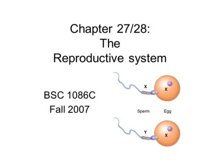 Chapter 27/28: The Reproductive system