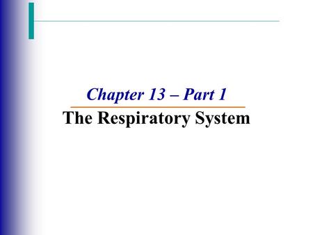 Chapter 13 – Part 1 The Respiratory System