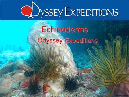 1 Echinoderms Odyssey Expeditions Jason Buchheim.