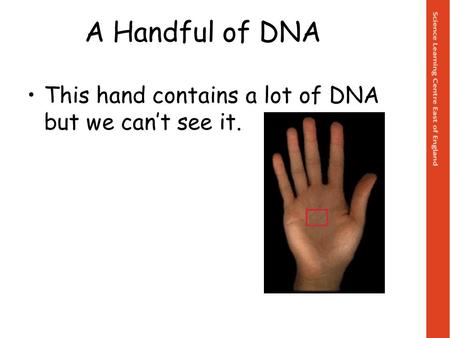 A Handful of DNA This hand contains a lot of DNA but we can’t see it.