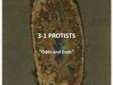 3-1 PROTISTS “Odds and Ends”.